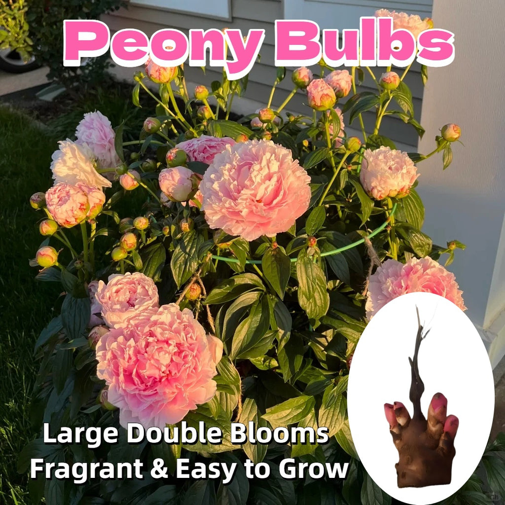Peony Bulbs