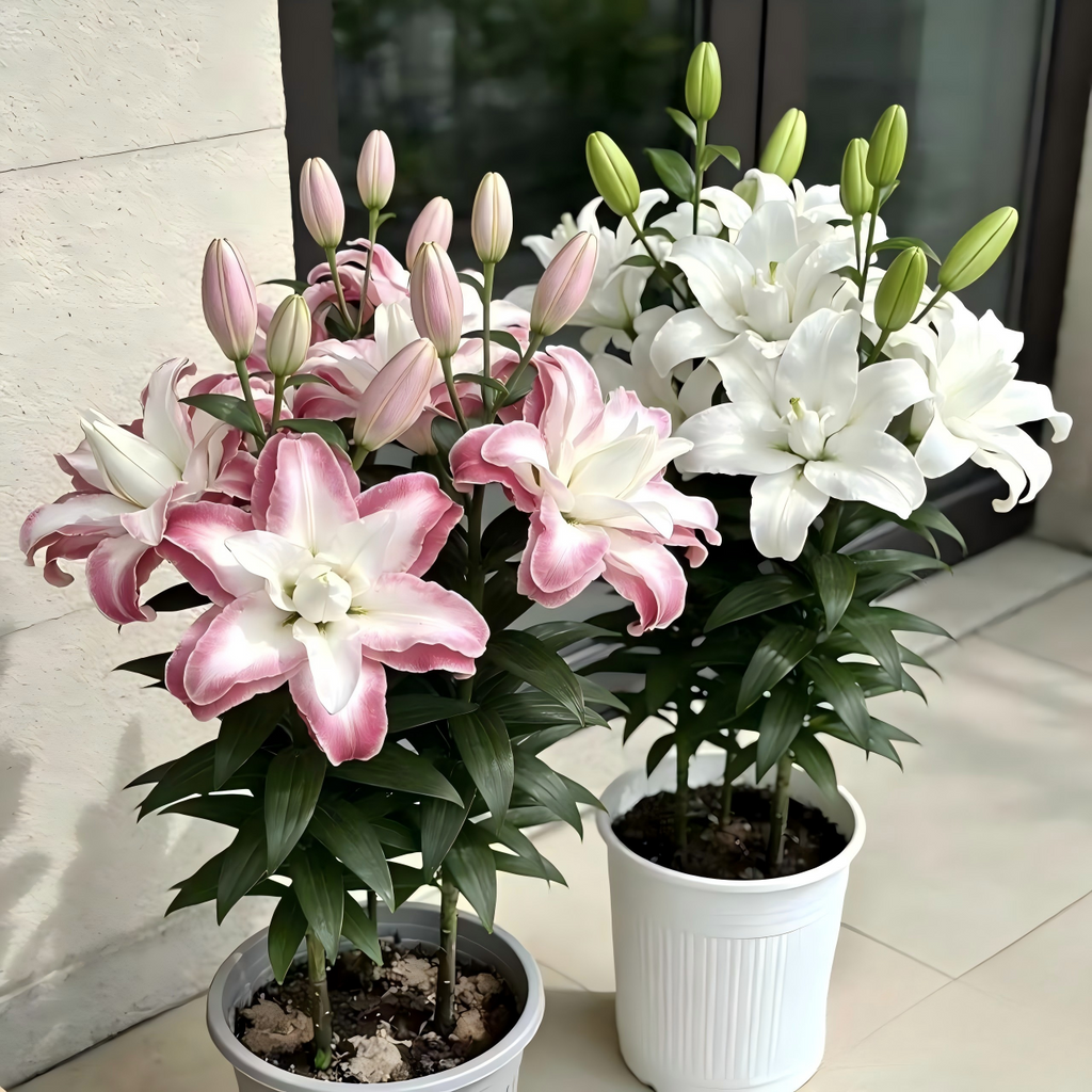 Lily Bulbs