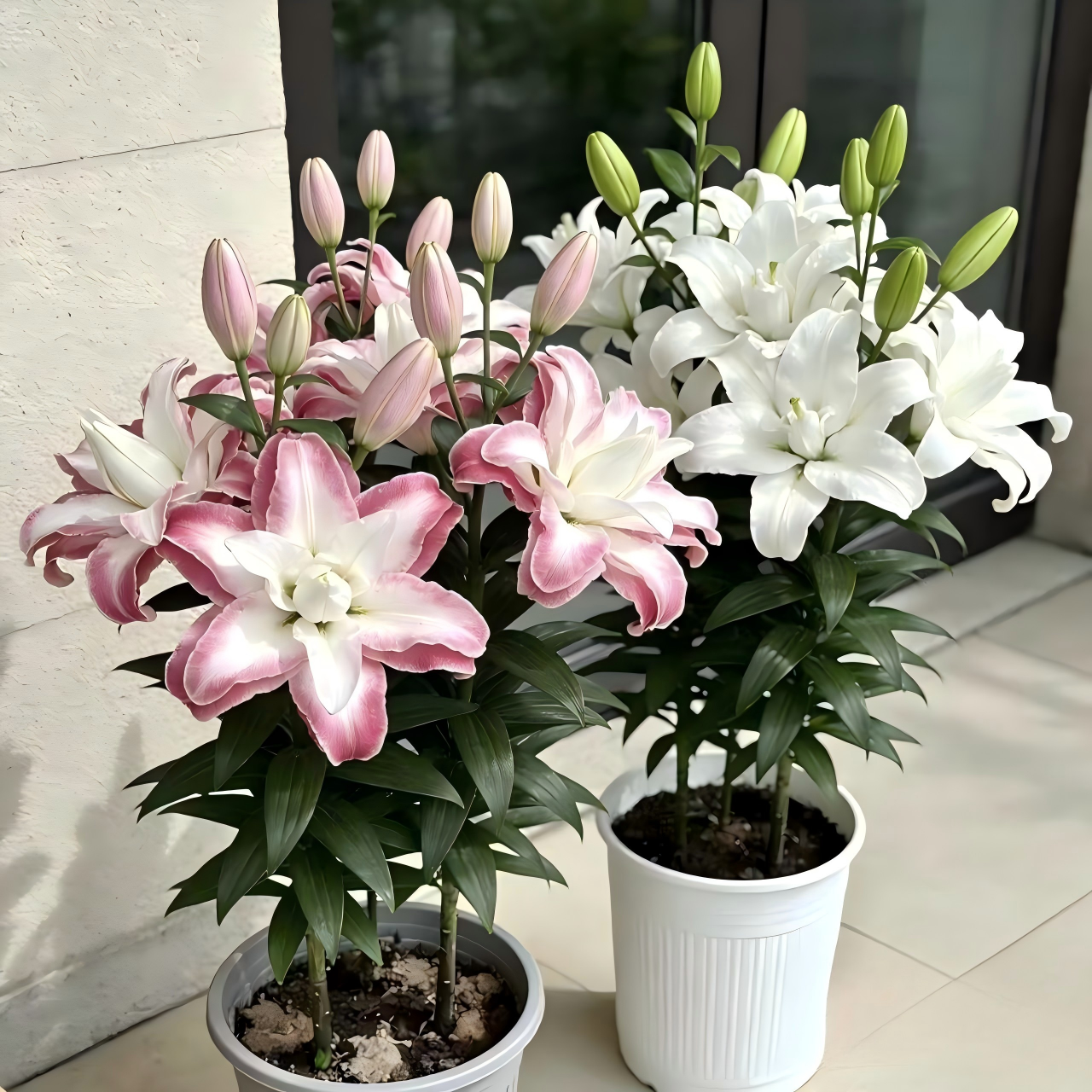 Lily Bulbs