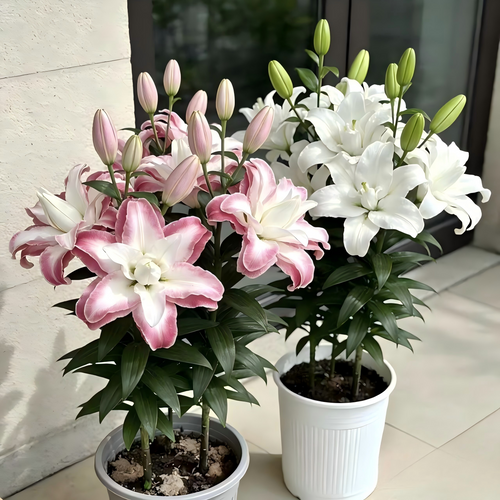 Lily Bulbs