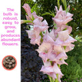 Gladiolus Bulbs