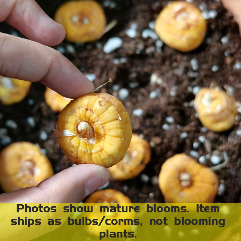 Gladiolus Bulbs