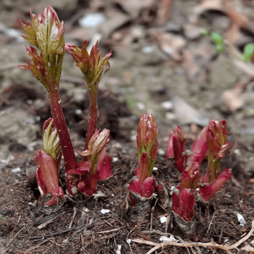 Peony Bulbs