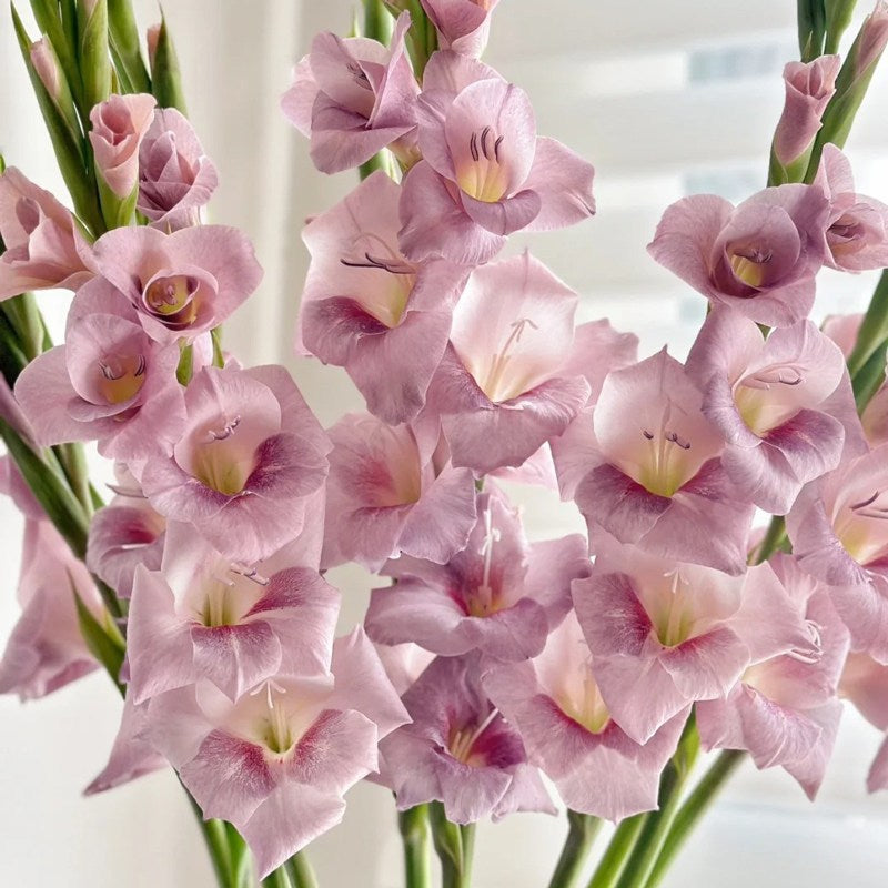 Gladiolus Bulbs