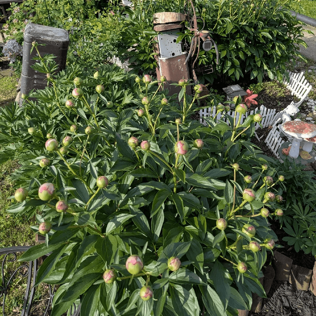 Peony Bulbs
