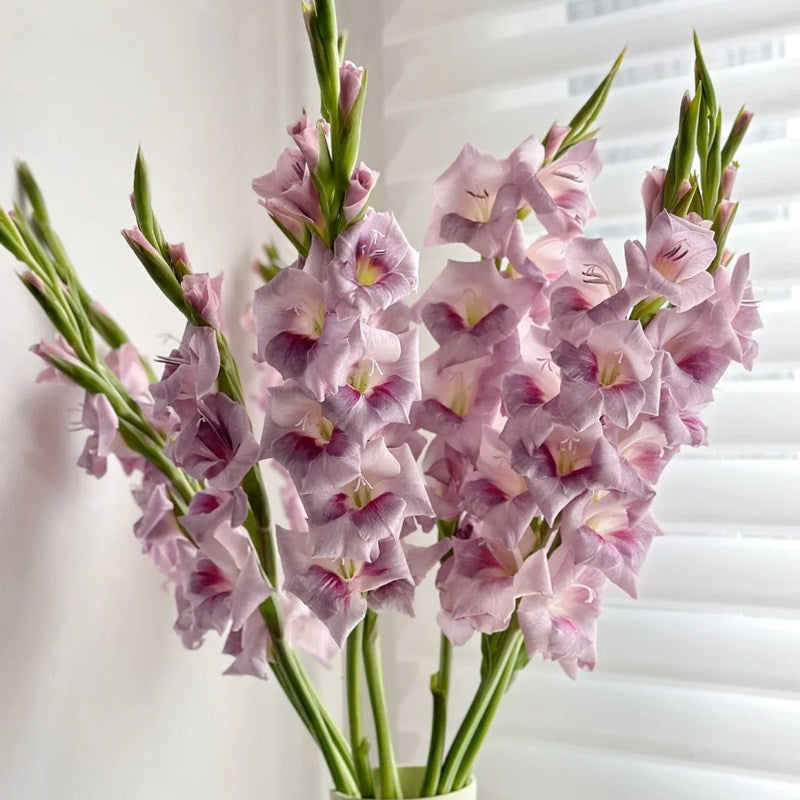 Gladiolus Bulbs