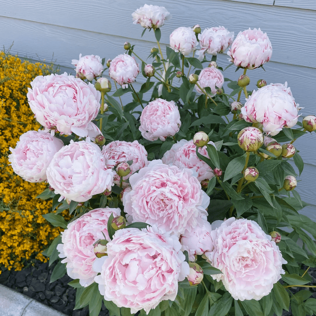 Peony Bulbs