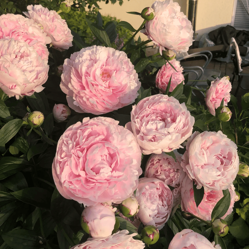 Peony Bulbs