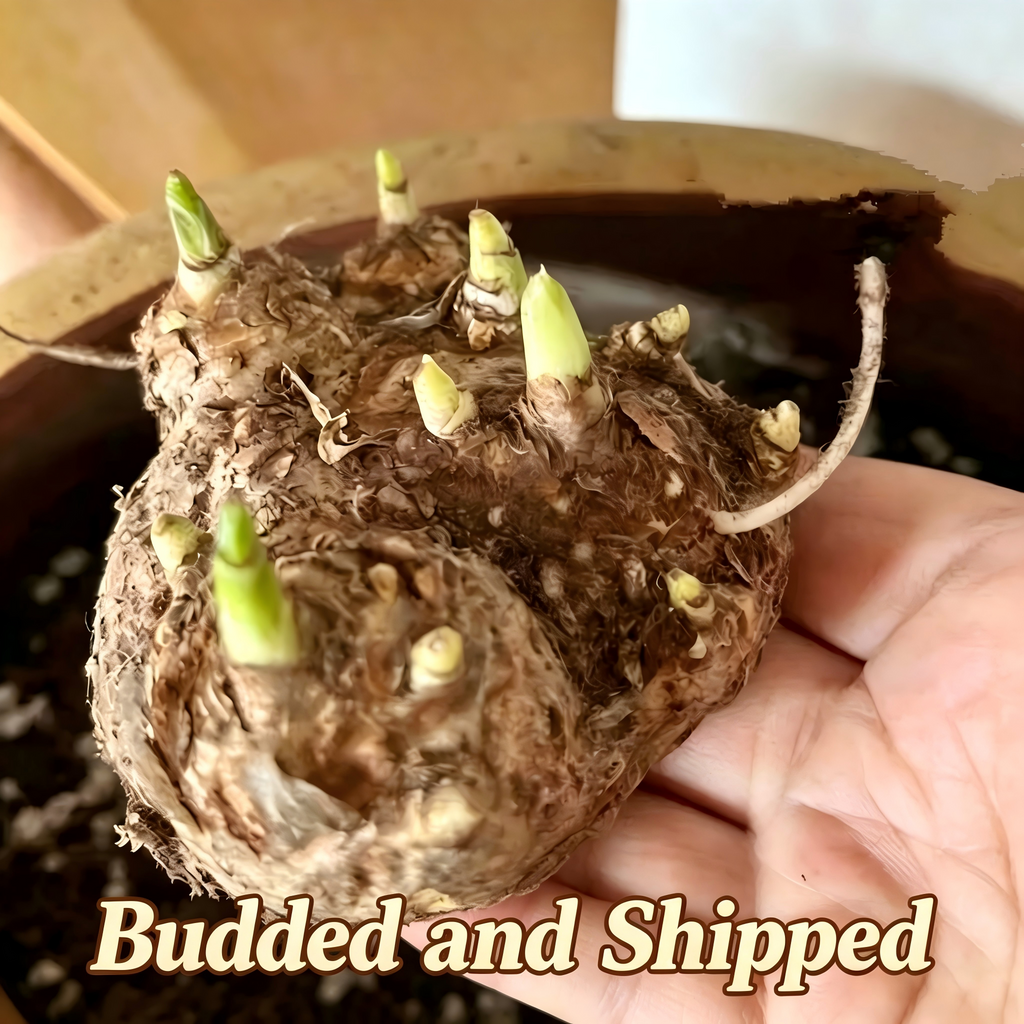 Calla Lily Bulbs
