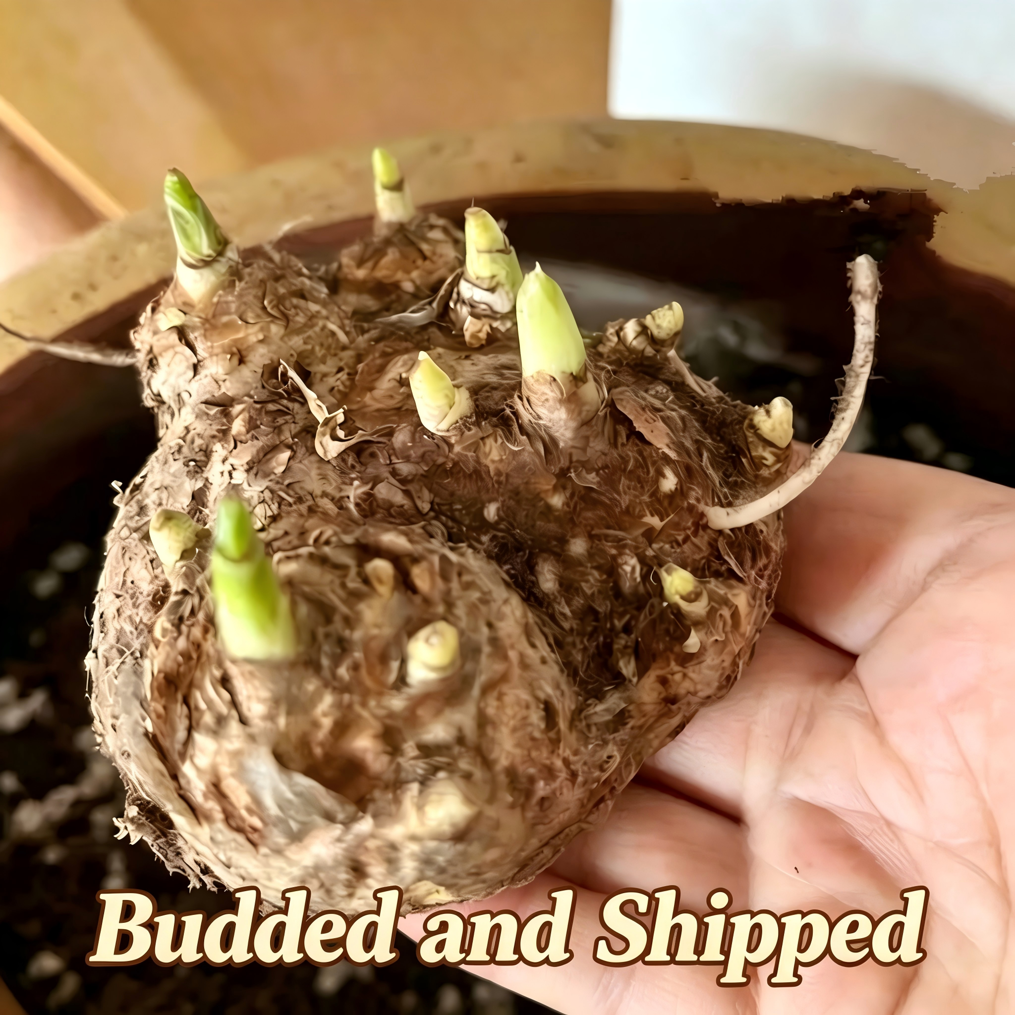 Calla Lily Bulbs