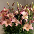 Lily Bulbs