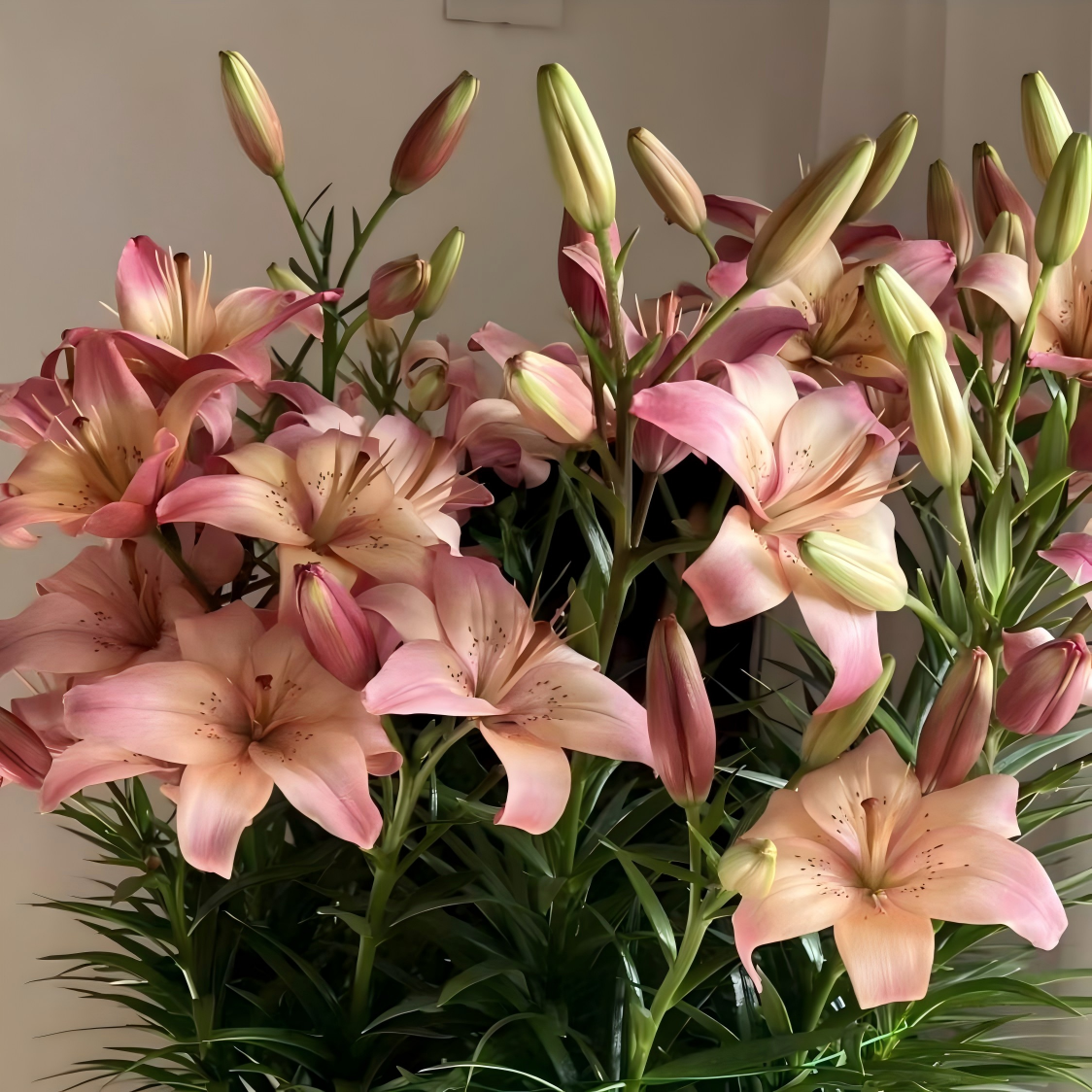 Lily Bulbs