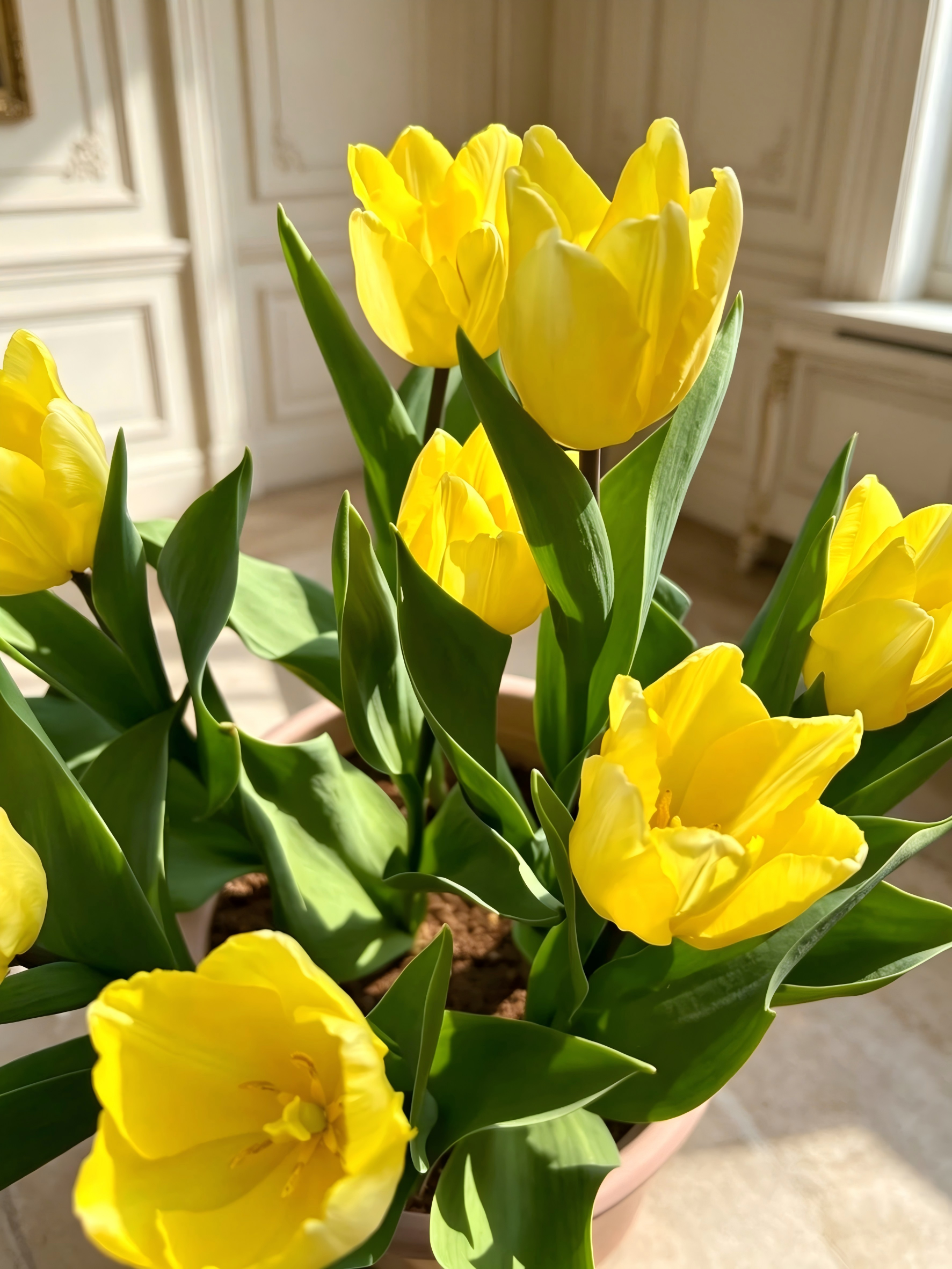 Tulip Tubers