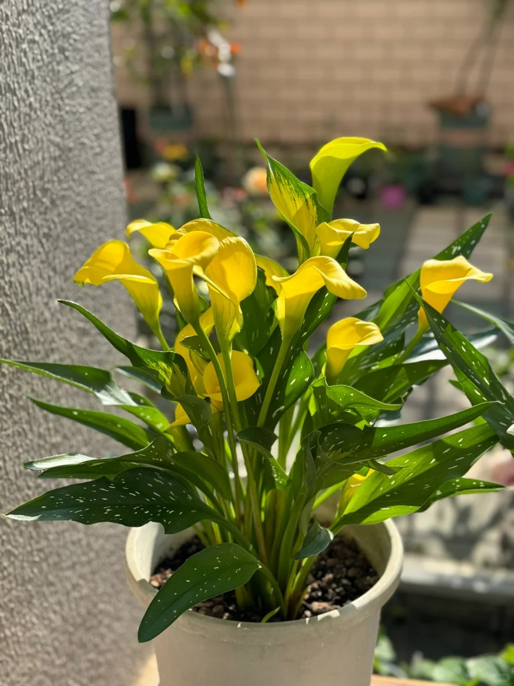 Calla Lily Bulbs