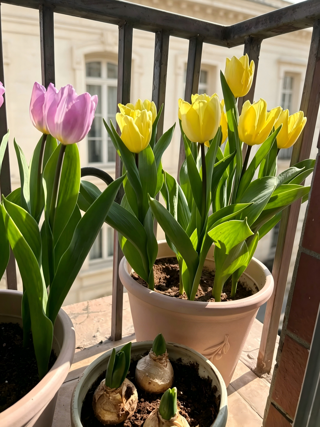 Tulip Tubers