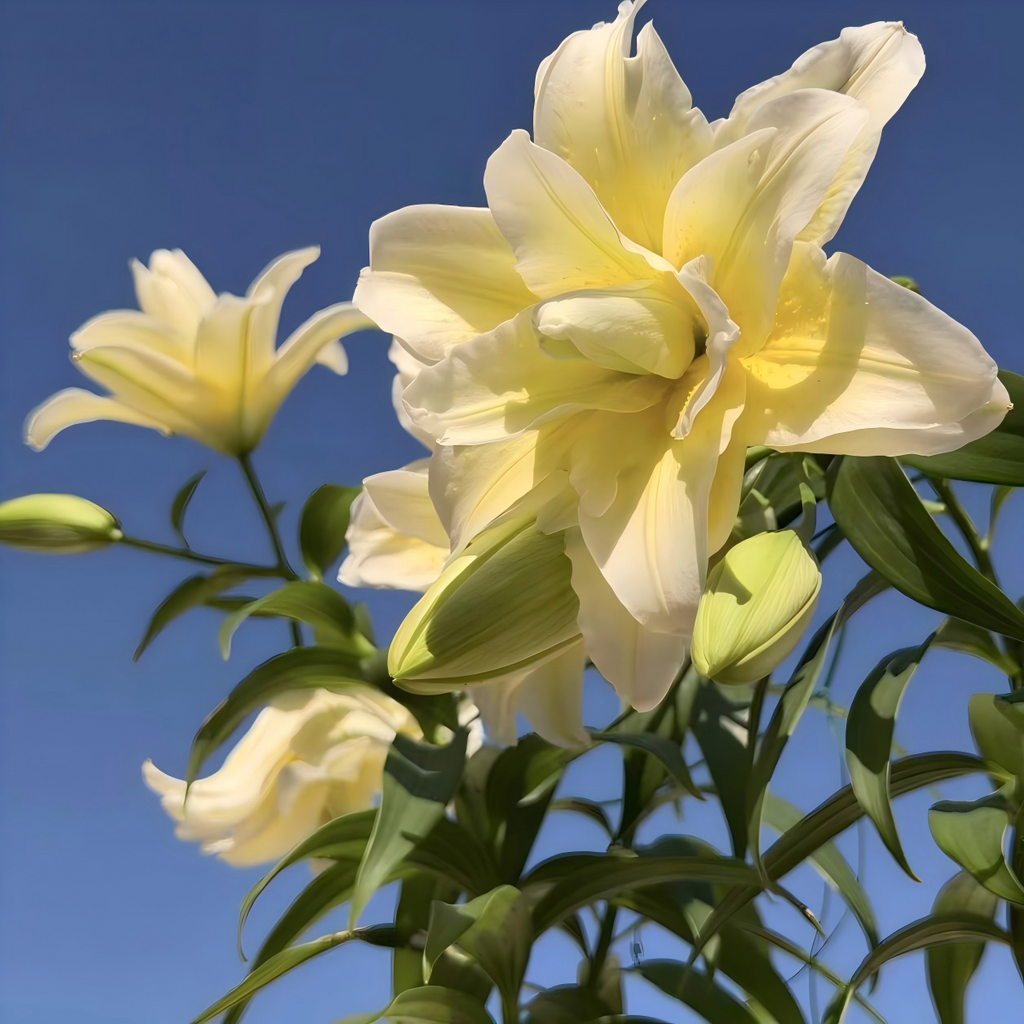 Lily Bulbs
