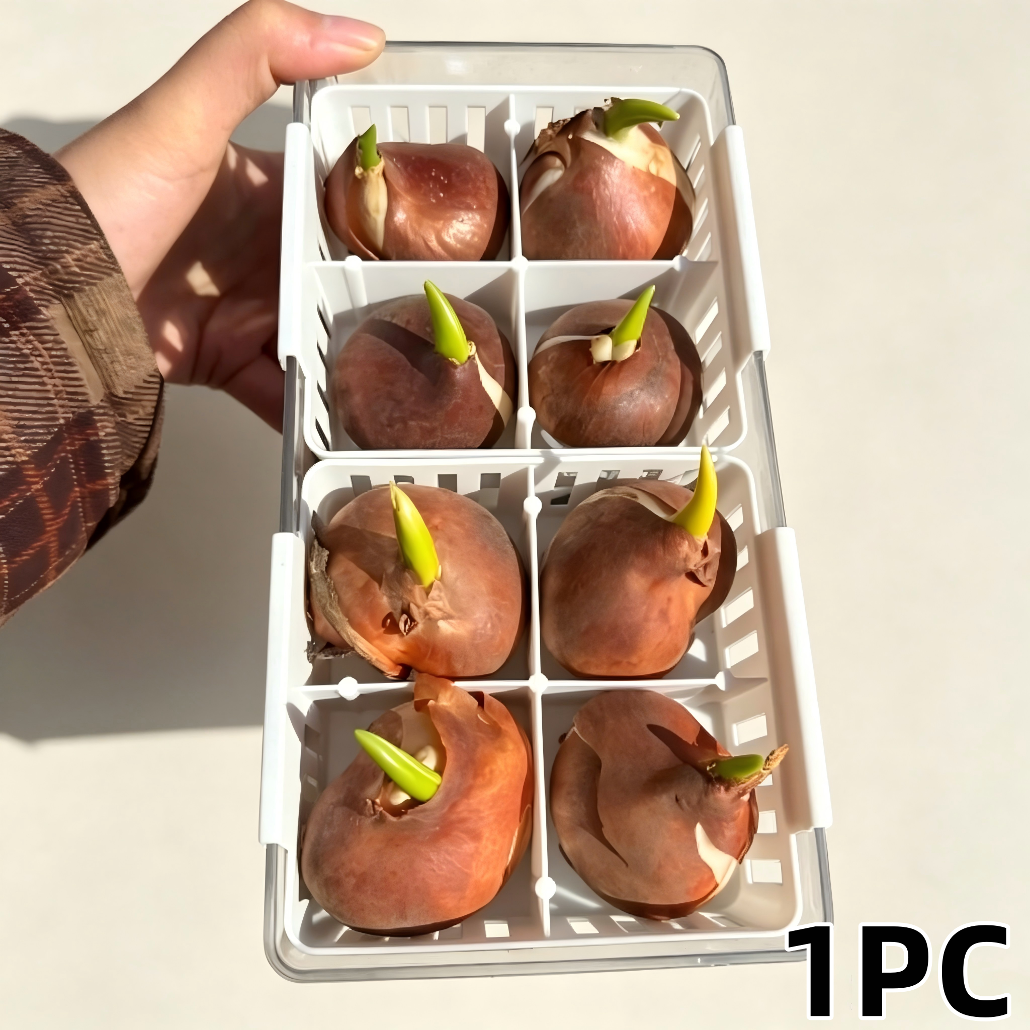 Tulip Tubers