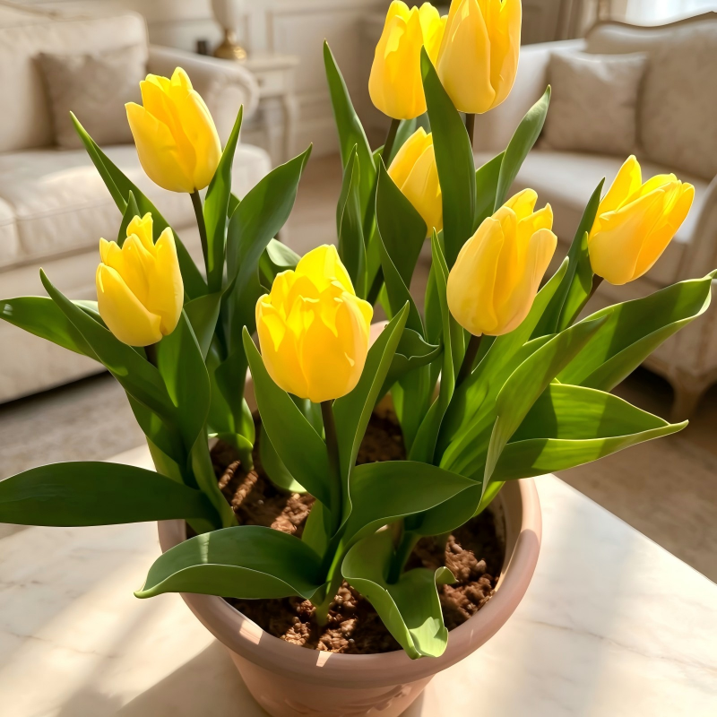 Tulip Tubers