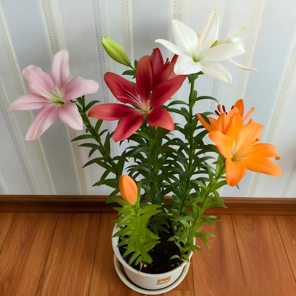 Lily Bulbs