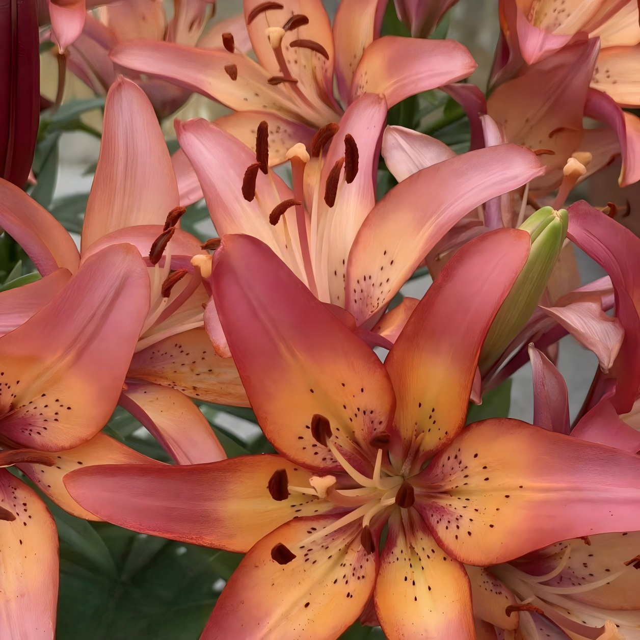 Lily Bulbs