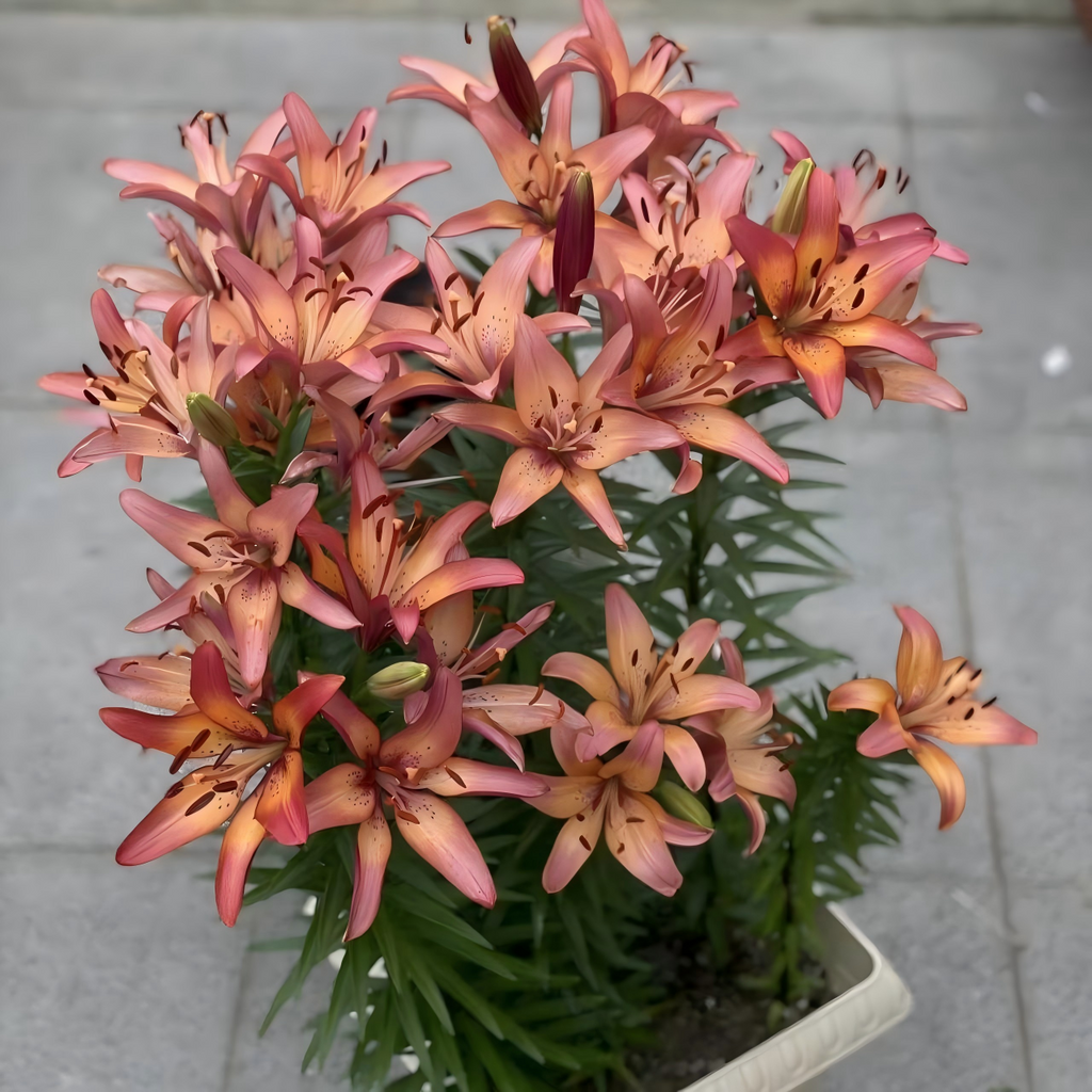 Lily Bulbs