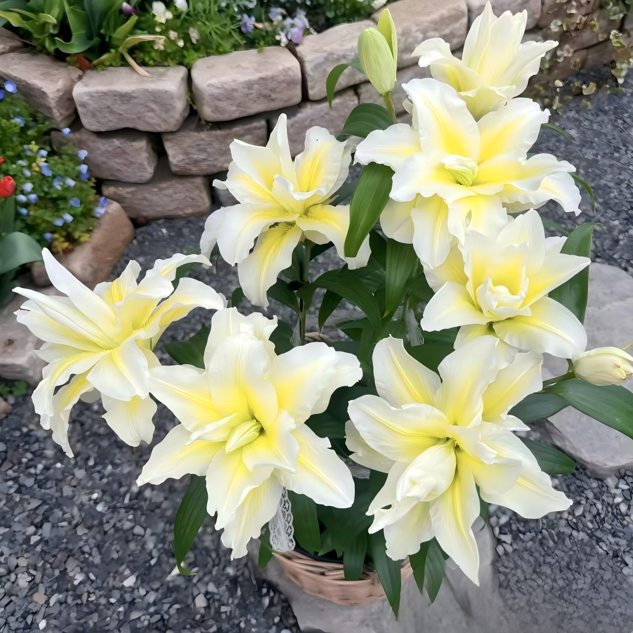 Lily Bulbs