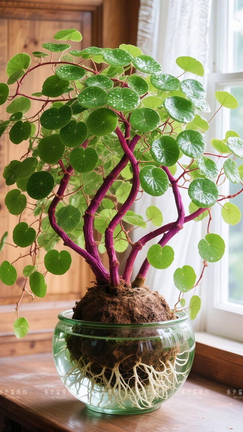Mountain turtle potted plant