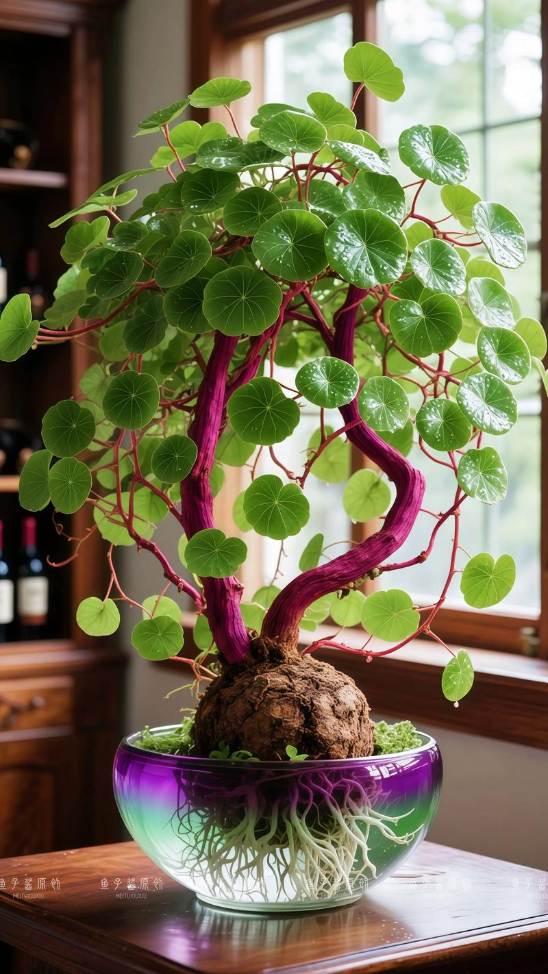 Mountain turtle potted plant